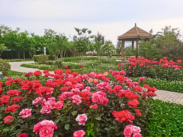 河北金地科技发展集团有限公司