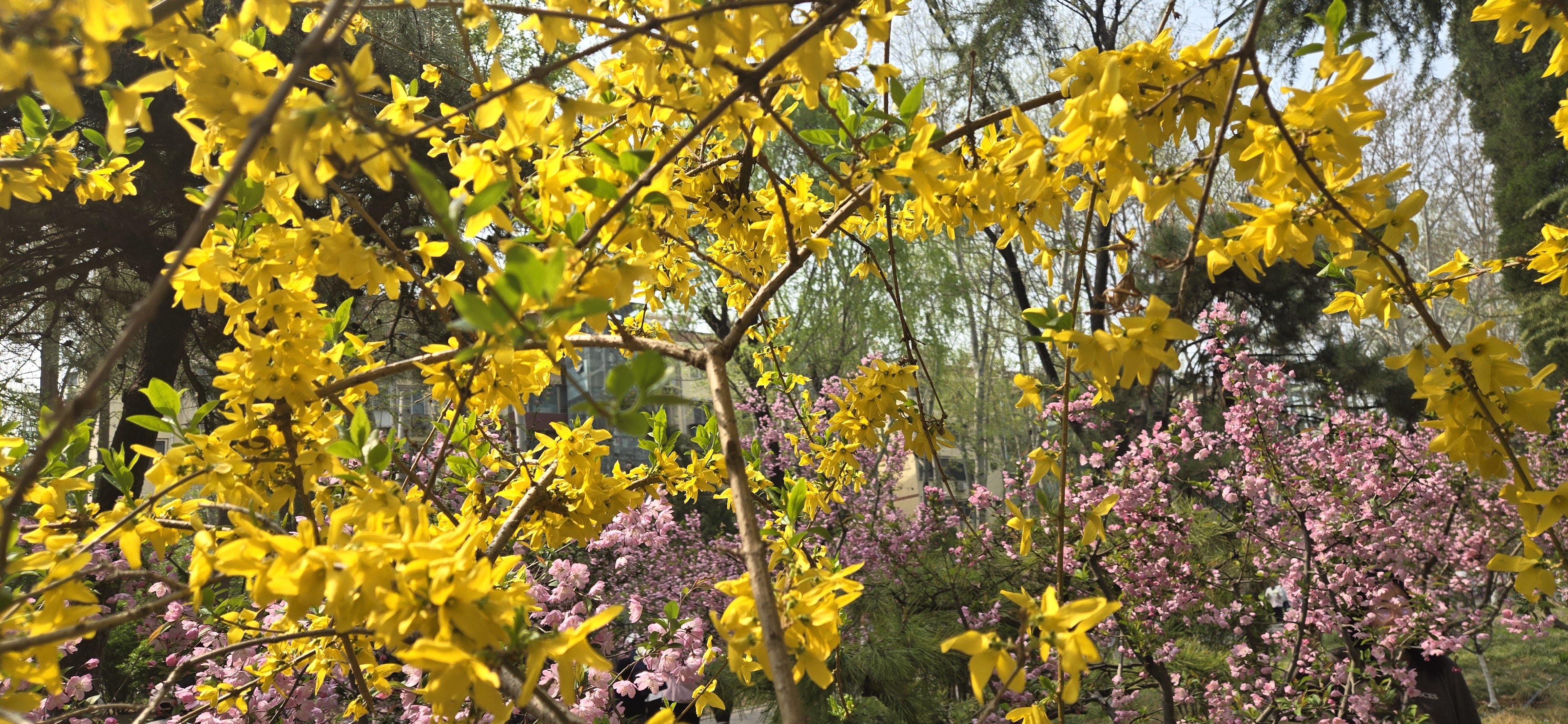 德州亞太集團(tuán)有限公司